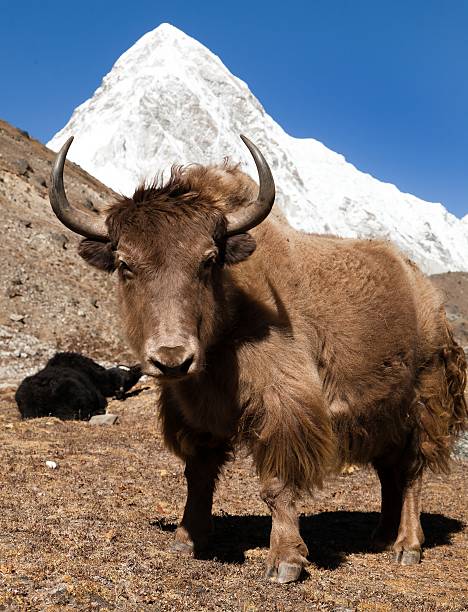 Yak and mount Pumo ri - Nepal