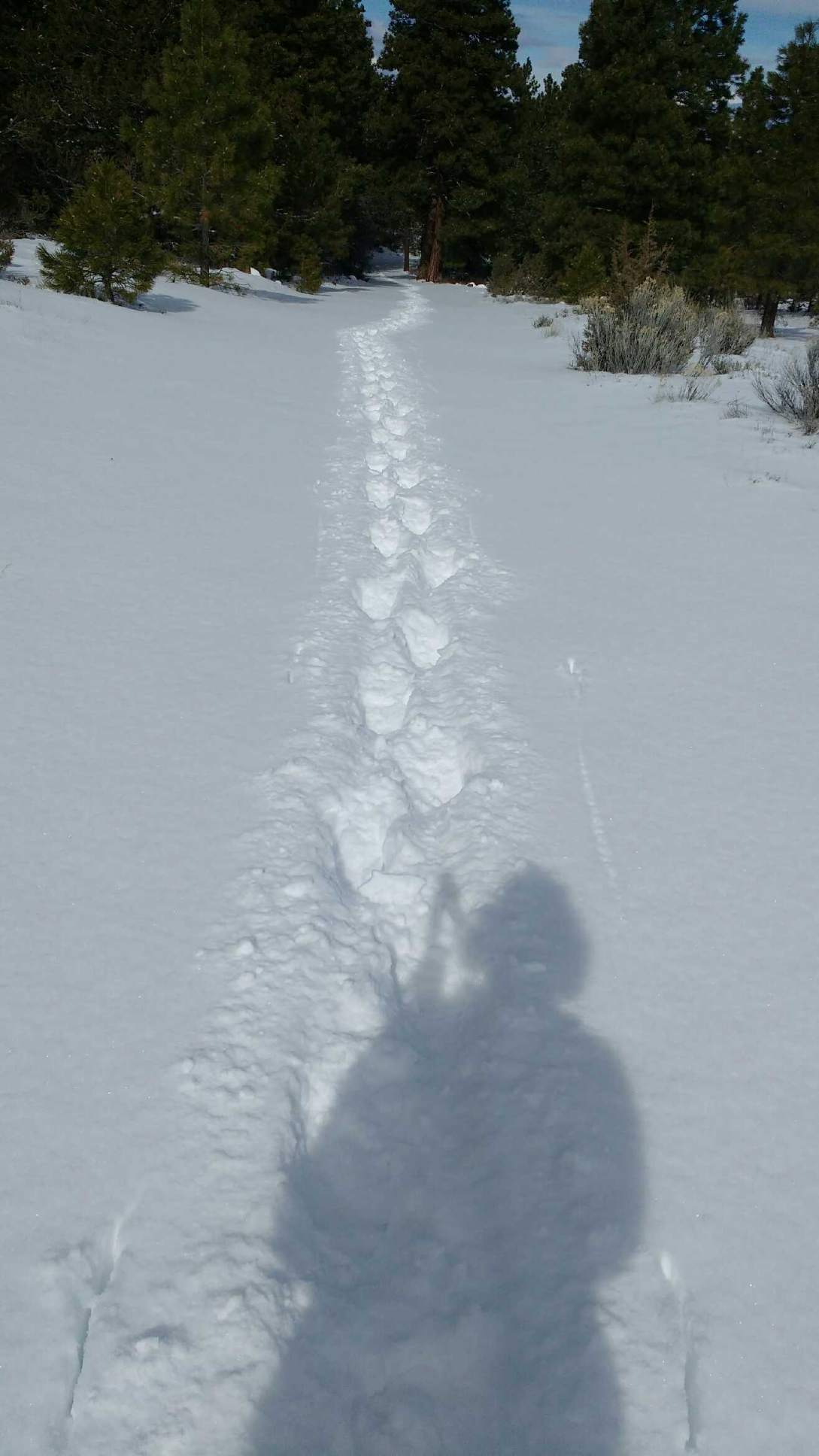 Snow Angel vs.&nbsp;Lumberjack